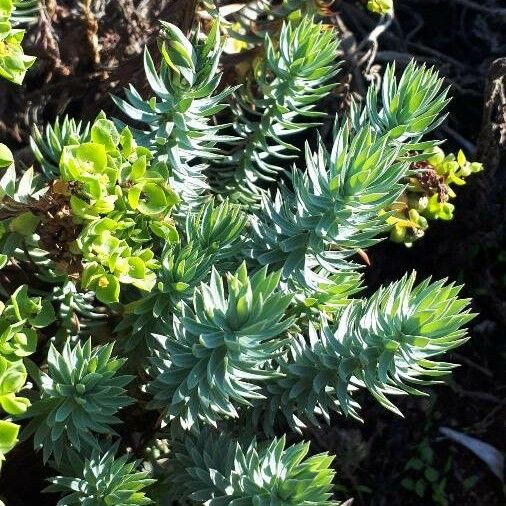 Euphorbia pithyusa Leaf
