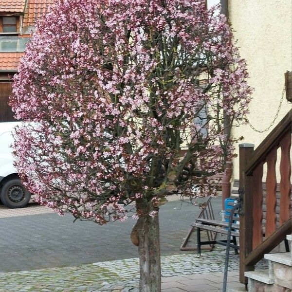 Prunus cerasifera Habitus