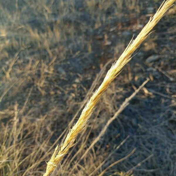 Macrochloa tenacissima Flower