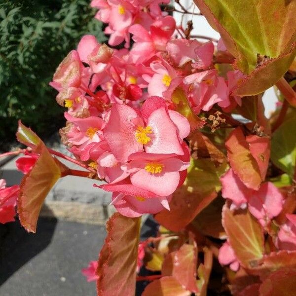 Begonia cucullata Flower