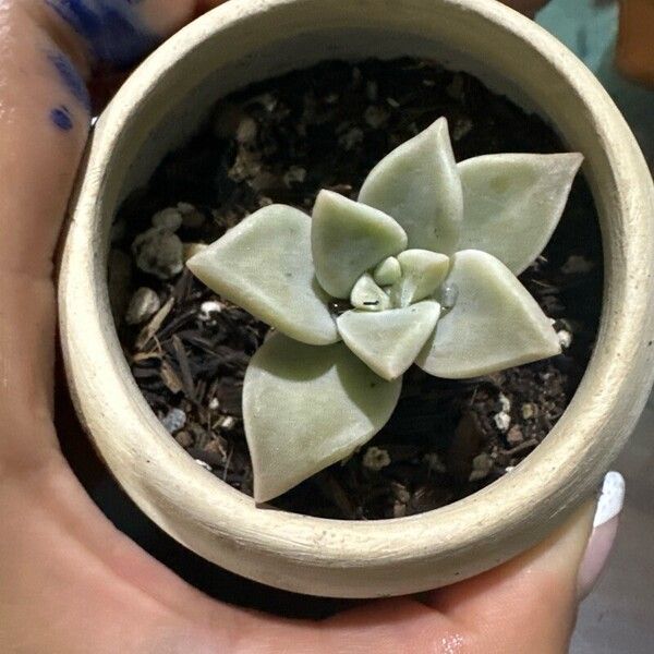 Graptopetalum paraguayense 葉