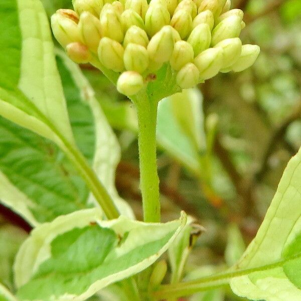 Cornus alba Flor