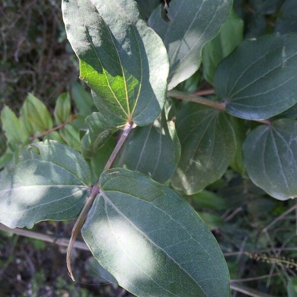 Coriaria ruscifolia Други