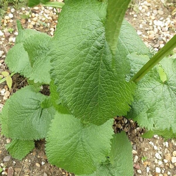 Phlomoides tuberosa Φύλλο