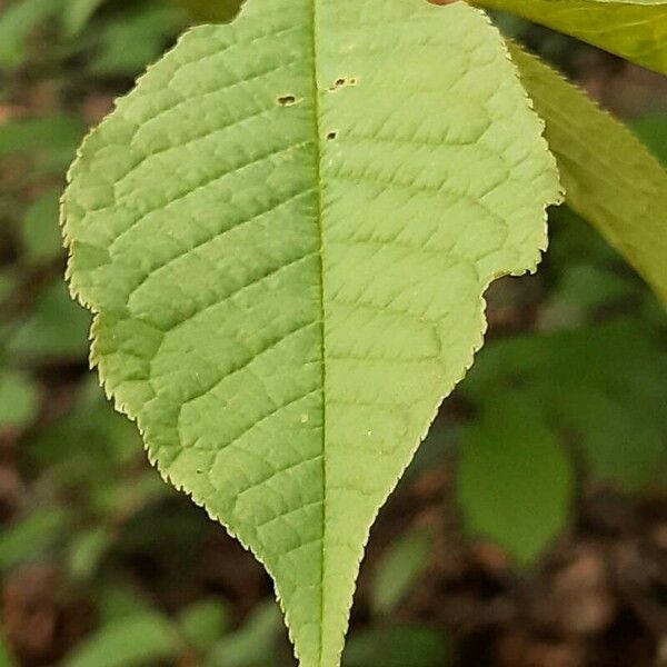 Prunus padus Ліст