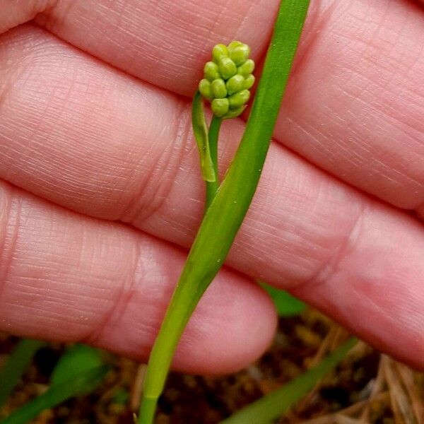 Tofieldia calyculata Lorea