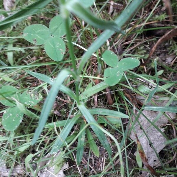 Dianthus armeria Yaprak