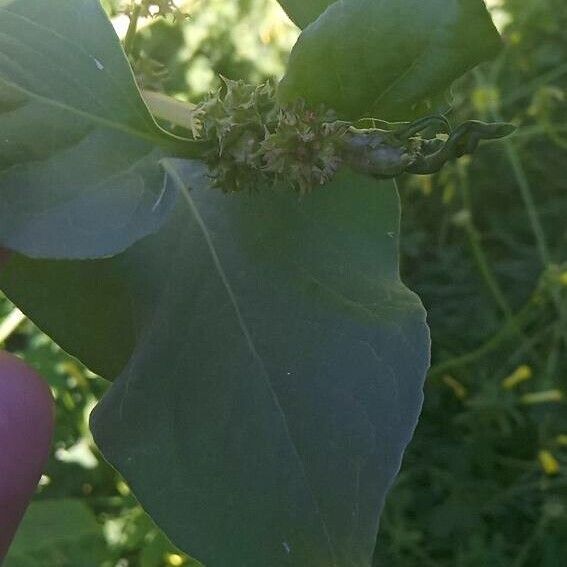 Rumex spinosus Floare