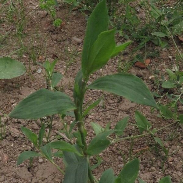 Polygonum aviculare पत्ता