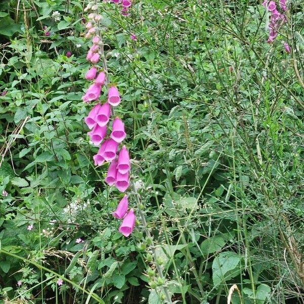 Digitalis thapsi Flower