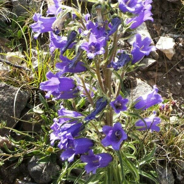 Campanula speciosa Blüte