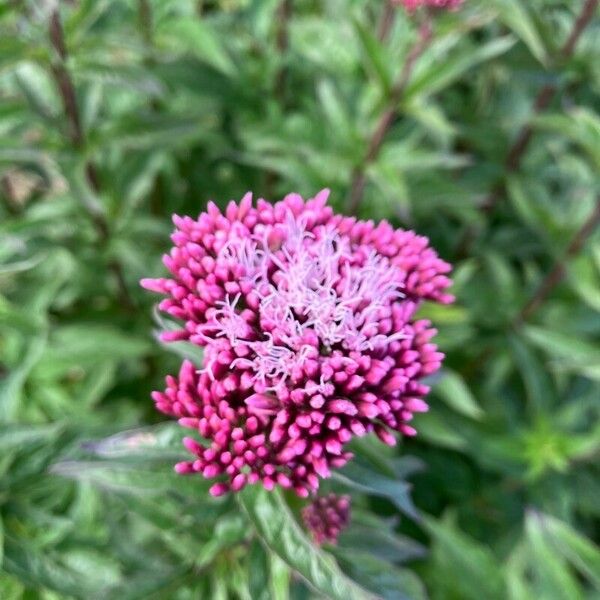 Eupatorium cannabinum പുഷ്പം