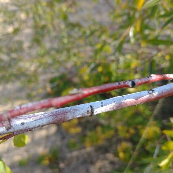 Salix daphnoides Bark