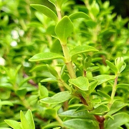 Thymus pulegioides Blatt