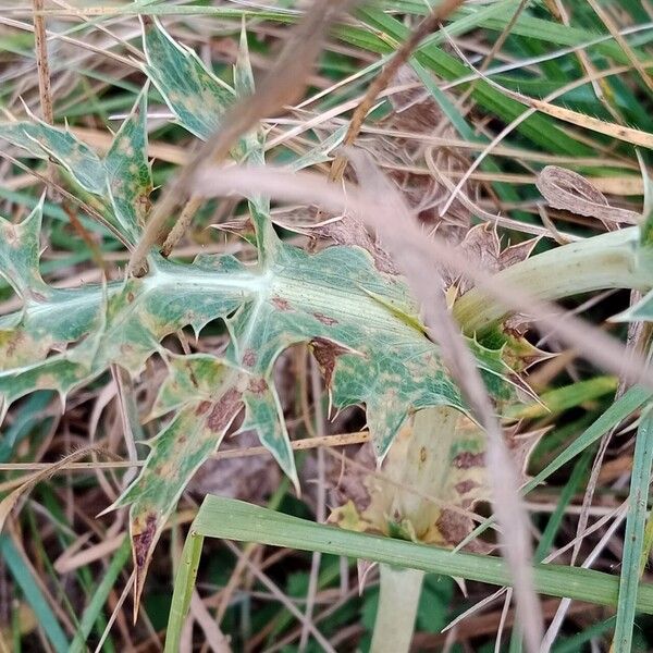 Eryngium campestre Leht