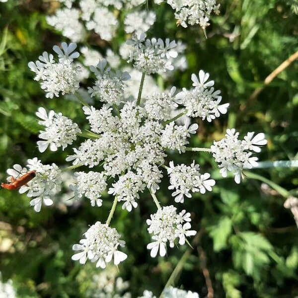 Tordylium maximum Flower