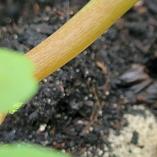 Amaranthus blitum 树皮