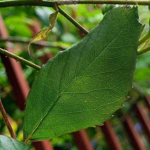 Rosa pendulina Frunză