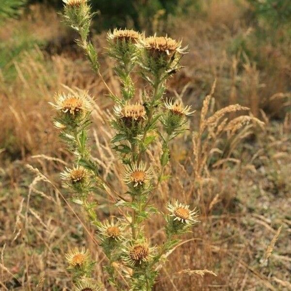 Carlina vulgaris 花