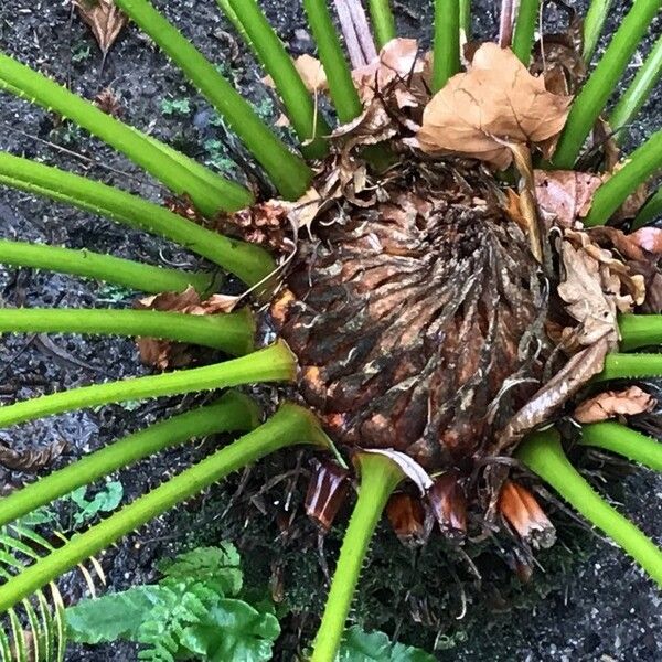 Cycas revoluta Bark