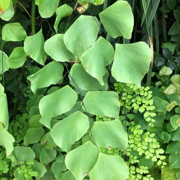 Adiantum peruvianum Leaf