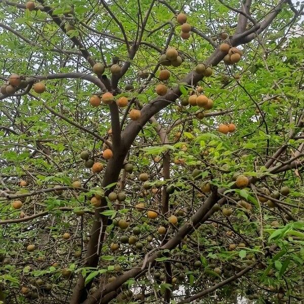 Garcinia xanthochymus Fruit