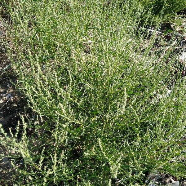 Atriplex littoralis Blatt