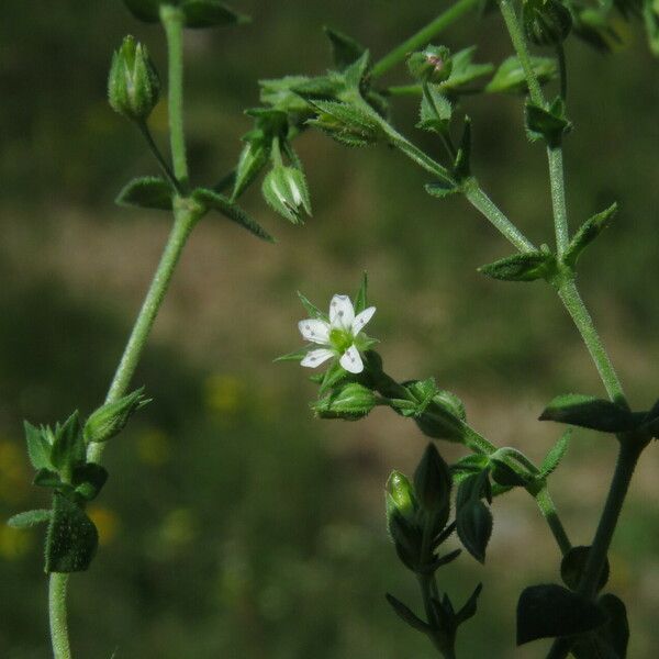 Arenaria serpyllifolia ഇല