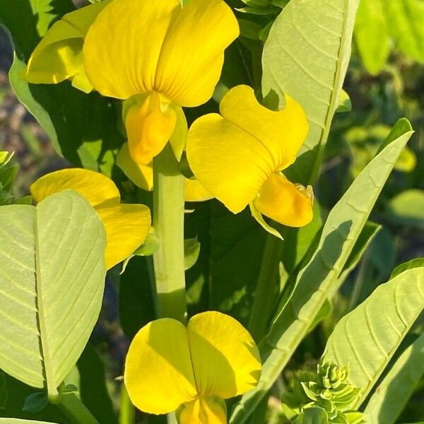 Crotalaria spectabilis Flor