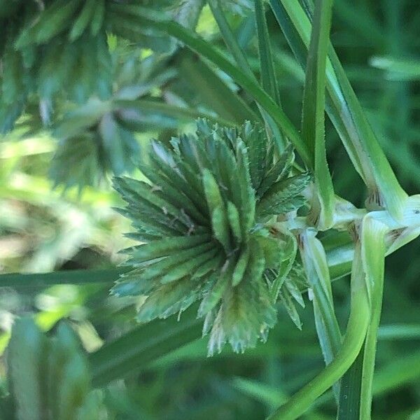 Cyperus eragrostis ᱥᱟᱠᱟᱢ