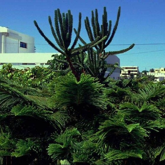 Araucaria muelleri Habitat