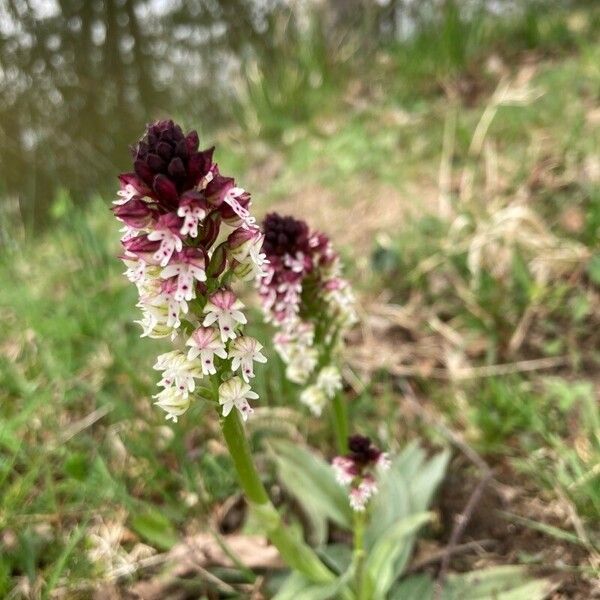 Neotinea ustulata Blüte