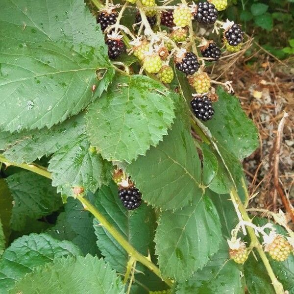 Rubus ulmifolius Ліст