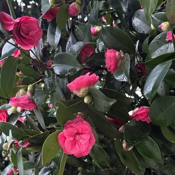 Camellia oleifera Квітка