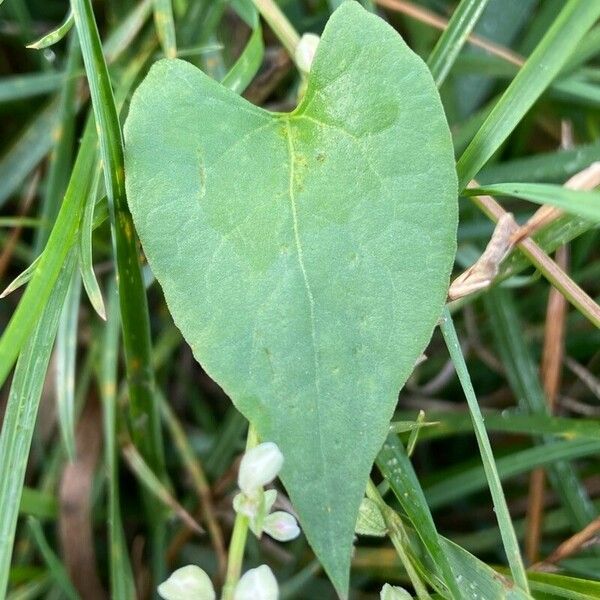 Fallopia convolvulus Leht