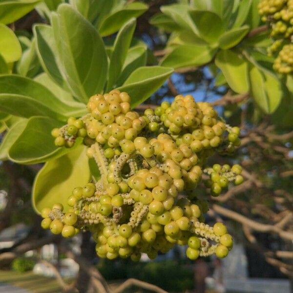 Premna serratifolia Plod