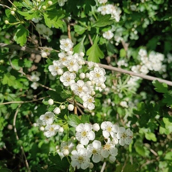 Crataegus azarolus 花