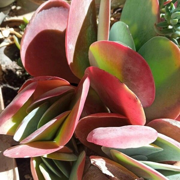 Kalanchoe tetraphylla Levél