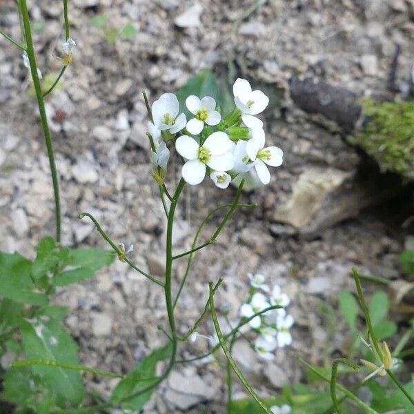 Arabis alpina Цветок