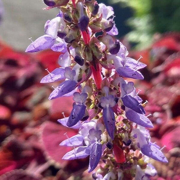 Plectranthus scutellarioides Floro