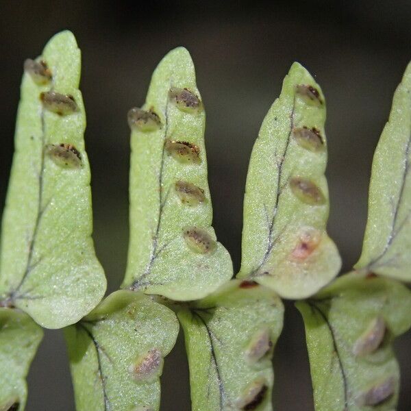 Nephrolepis undulata Blad