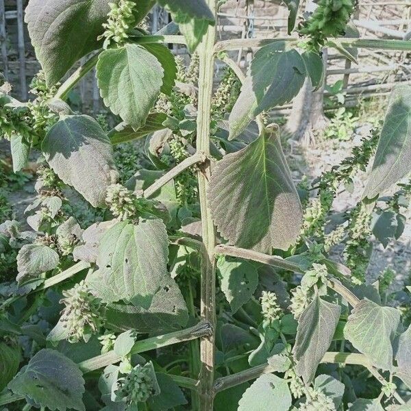 Acalypha indica Кора