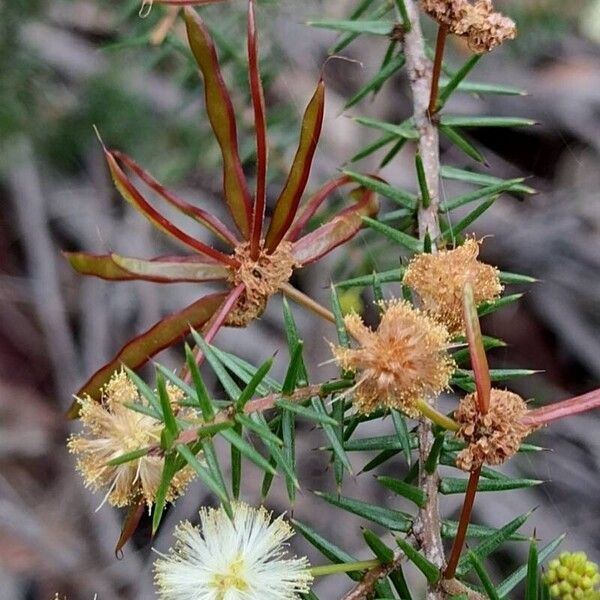 Acacia ulicifolia Frucht