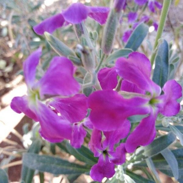 Matthiola incana Kukka