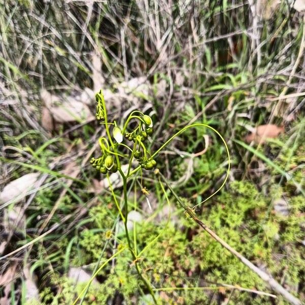 Drosera pallida Blad