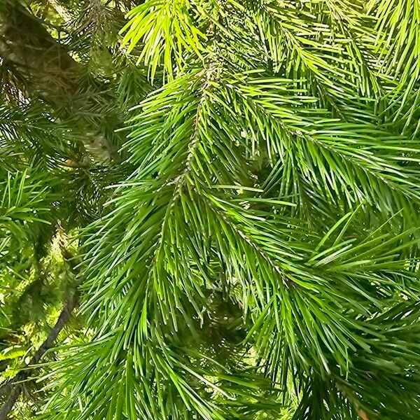 Abies sibirica Leaf