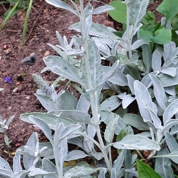 Veronica spicata Leaf