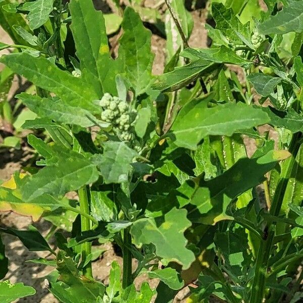 Chenopodium ficifolium 花