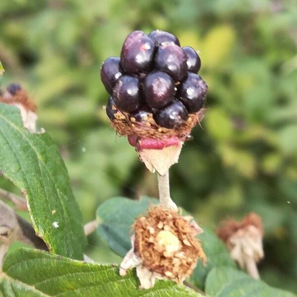 Rubus ulmifolius Fruchs