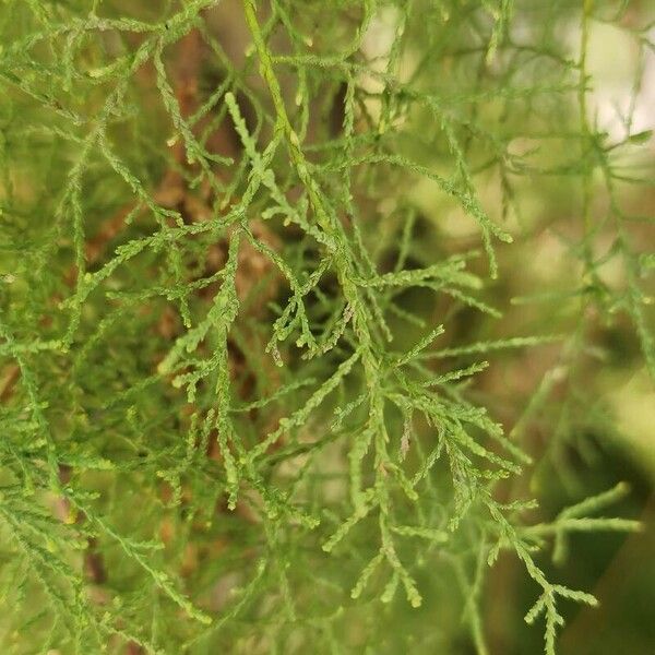 Tamarix ramosissima Blad